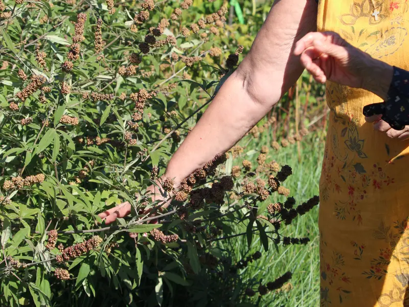 Visite du jardin forêt - 800x600 TERRES D'OISEAUX