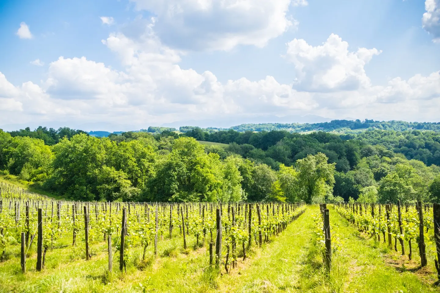 Saint Faust - vallée de la Juscle - Vigne