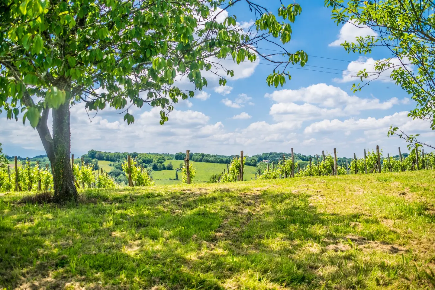 Côteaux de las hies -Vigne 2
