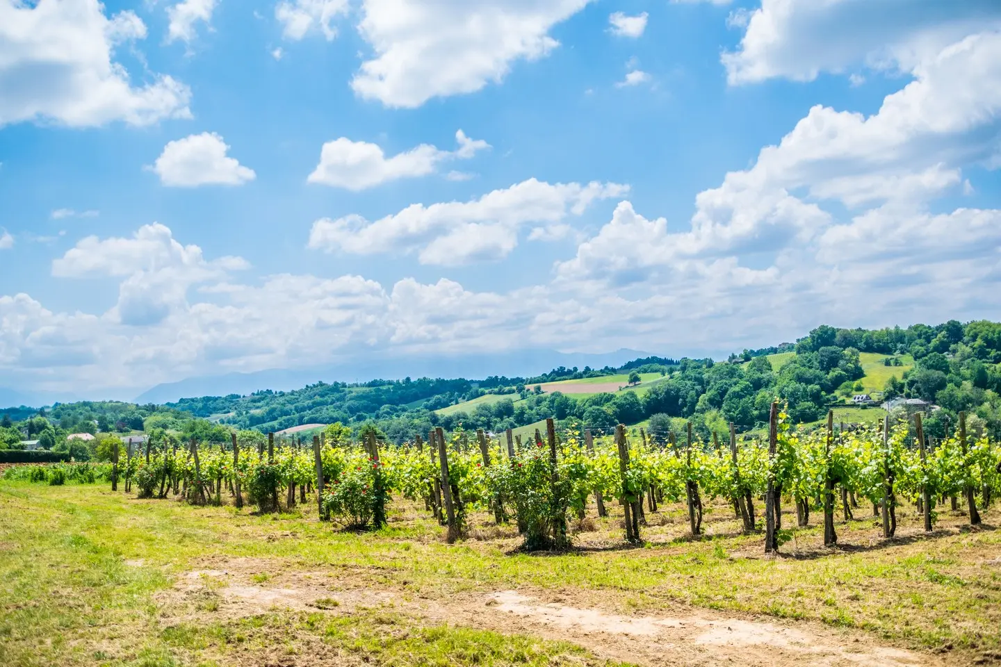 Côteaux de las hies - Vigne 3