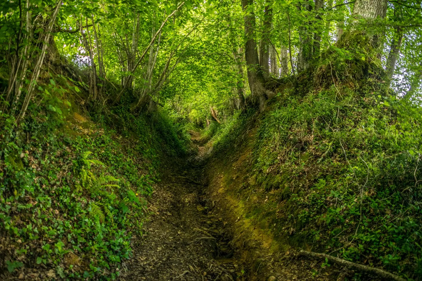 Côteaux de las hies - Chemin