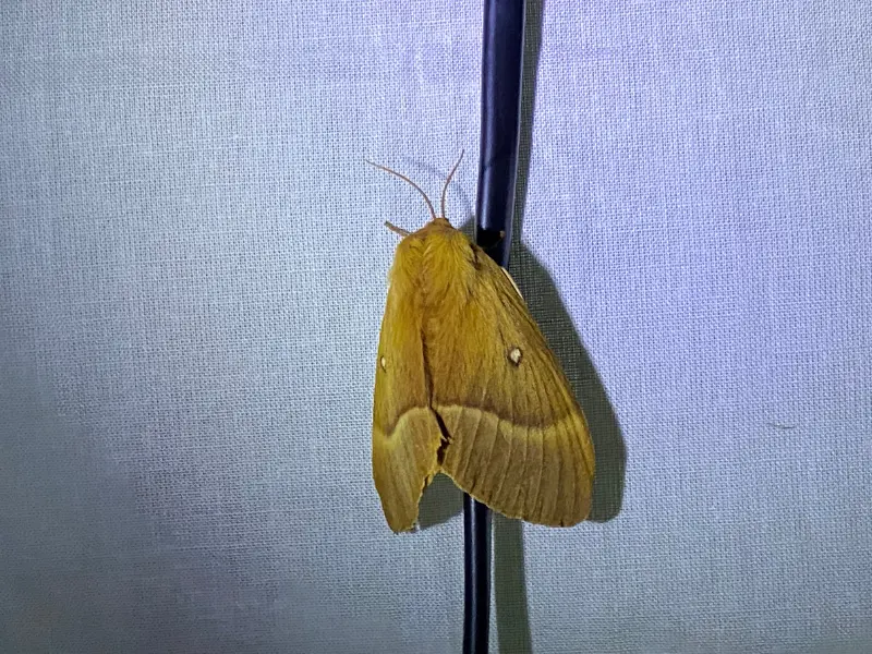 Nocturne Papillons