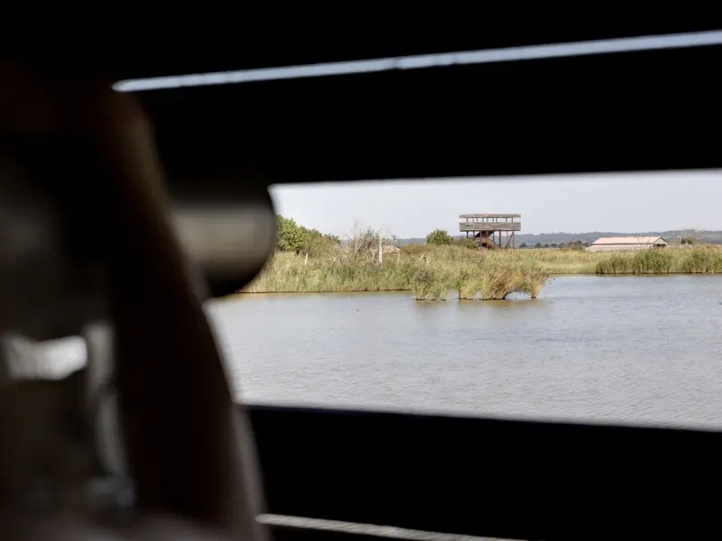 Samedi Ornitho - Terres d'Oiseaux - Braud & Saint LOUIS 800x600