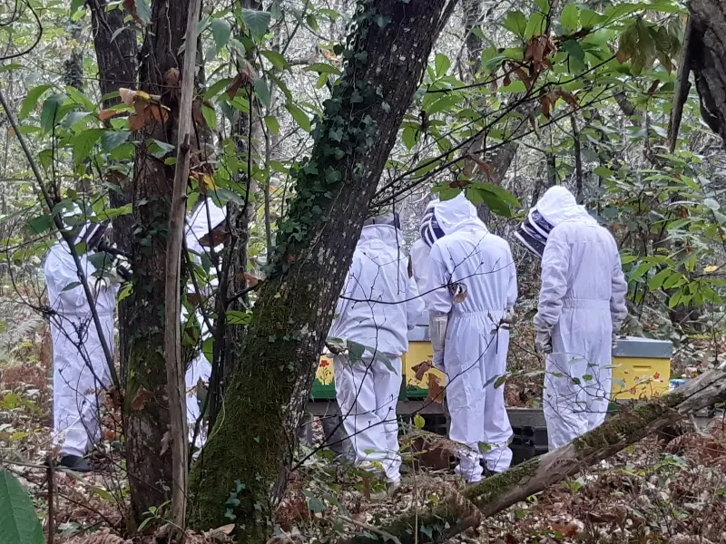 SEMAINE DE LA BIODIVERSITÉ - Visite des rûches - 800x600