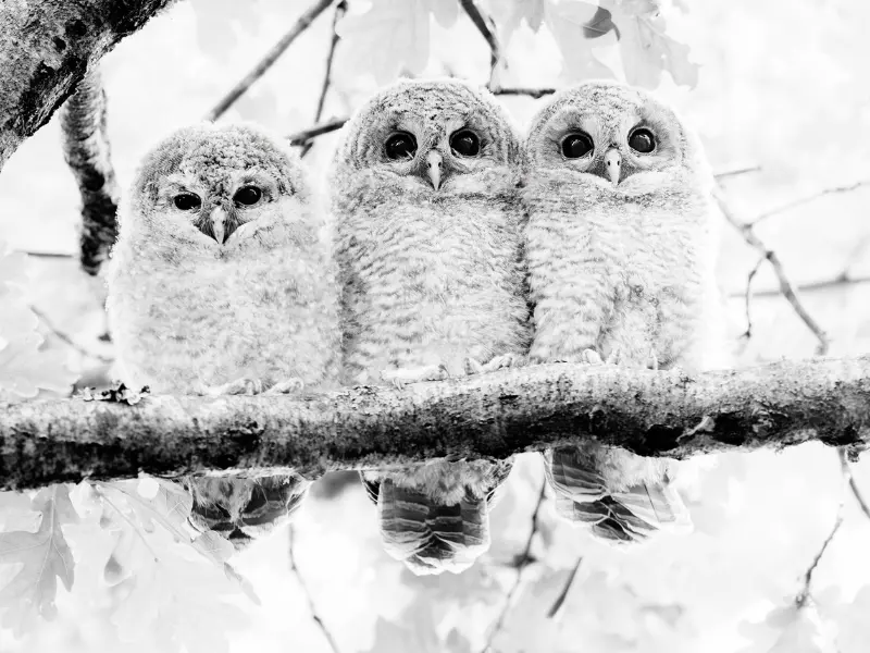 Conférence Valentin Marchegay semaine de la biodiversité - 800x600