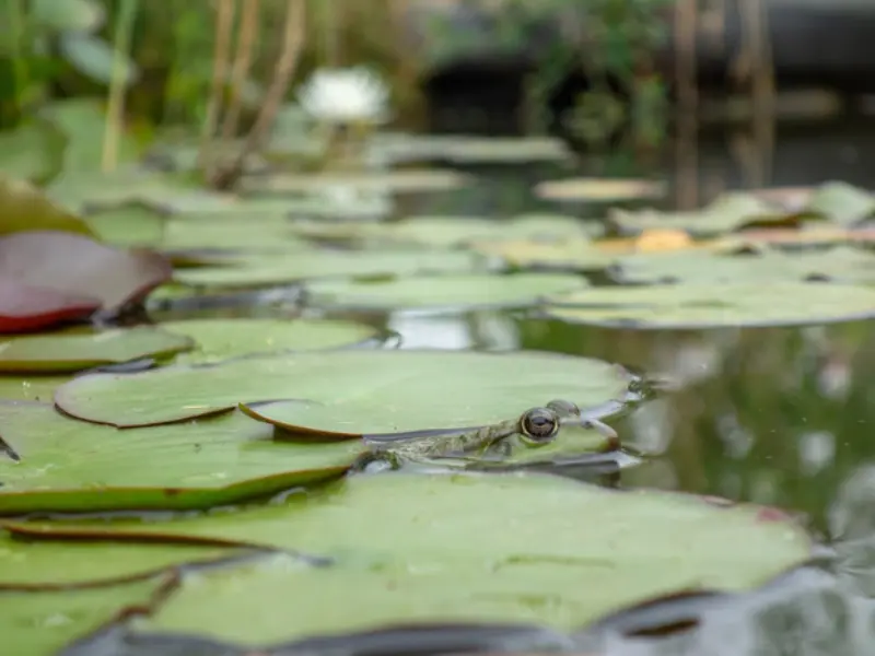 Decouverte de la mare