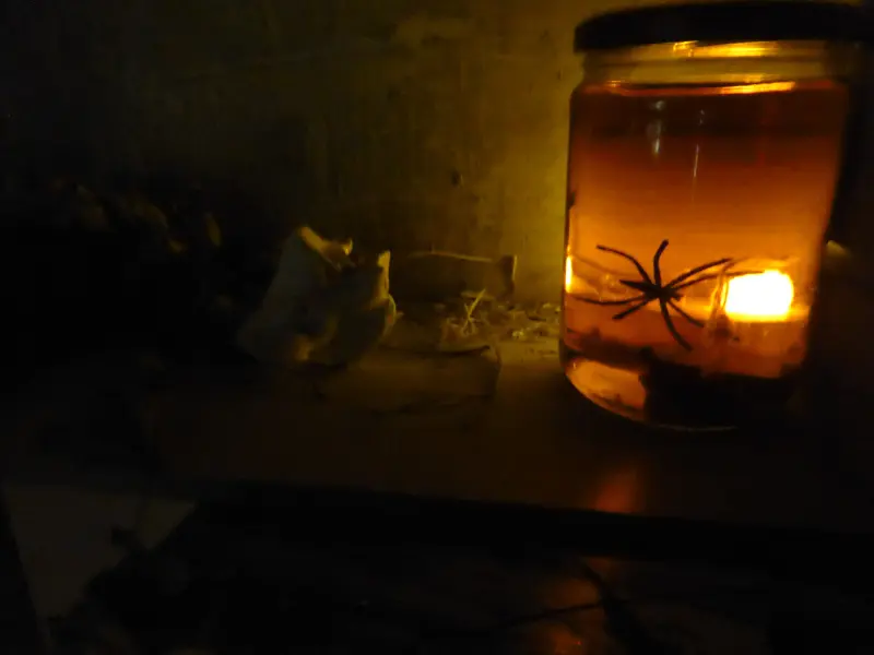 Activité Terres d'Oiseaux - Grand jeu d'halloween - 800x600