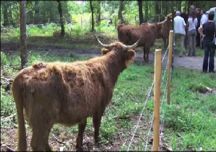 vache
