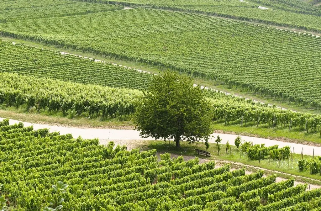vineyard-9494646_1280