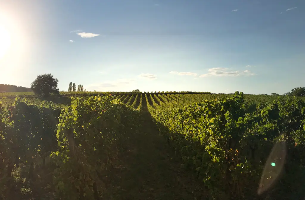 vignobles-alard - photo-1-page-couverture