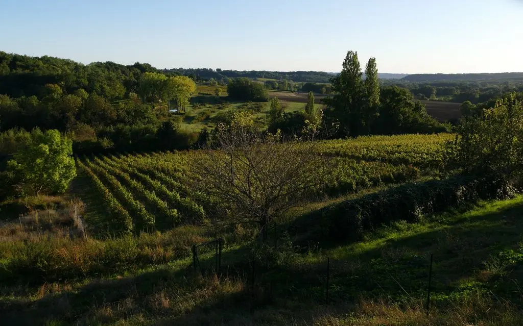 vue_vignes_soir DOMAINE DE GRIMARDY