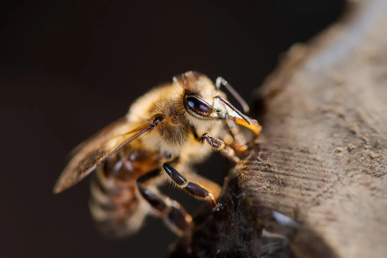 western-honey-bee-7631244_1280
