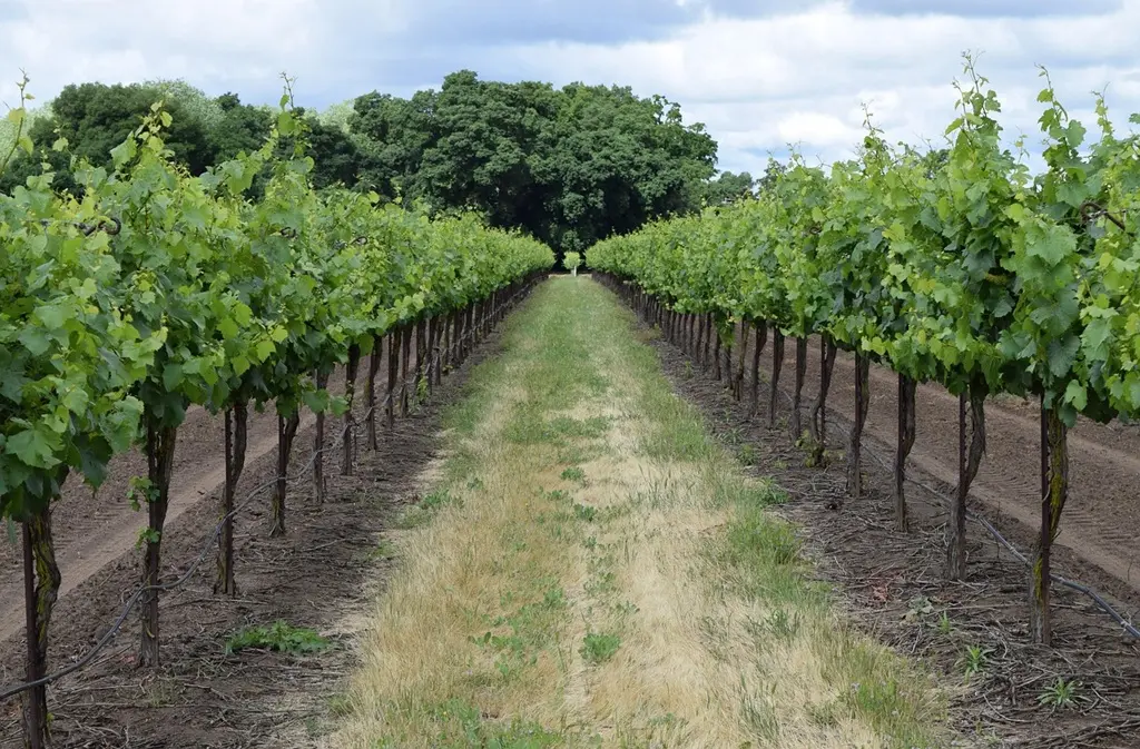 winery-3633009_1280