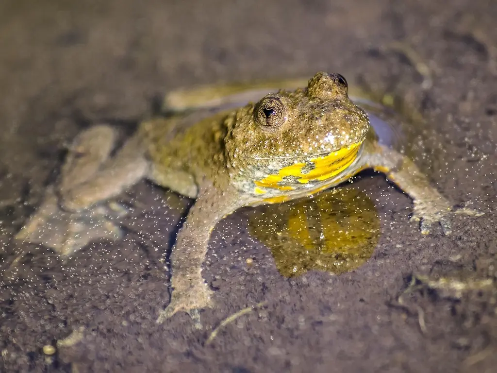 Crapaud sonneur à ventre jaune
