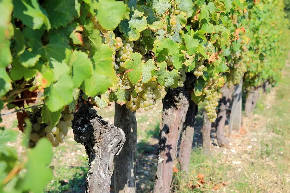 Autour de Monbazillac_Château La Rayre (47)_2