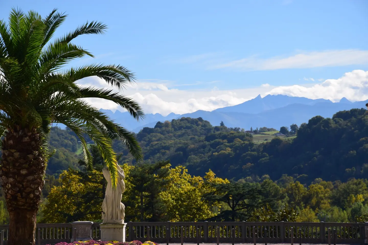 Pau, capitale royale - Palmiers