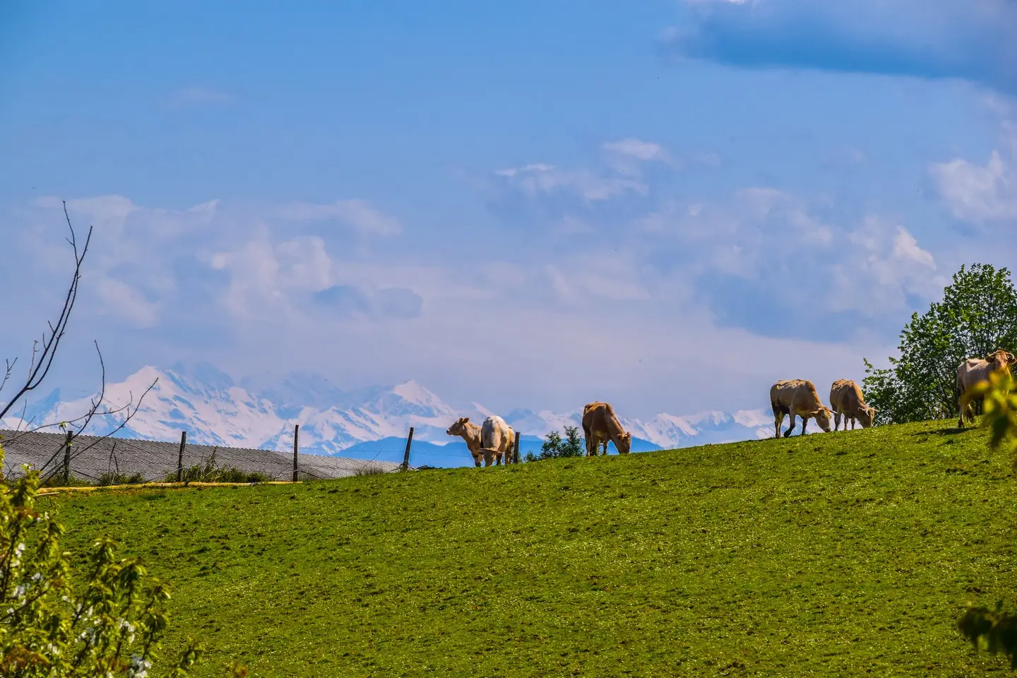 Vue Pyrénées