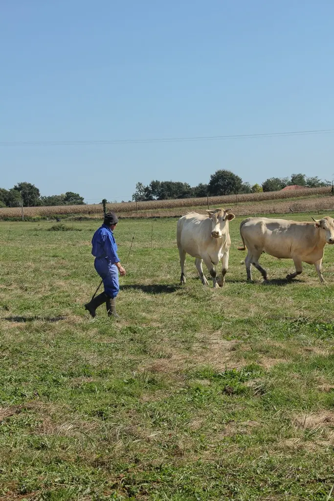 Ferme Parlariou - Dans le pré avec les boeufs