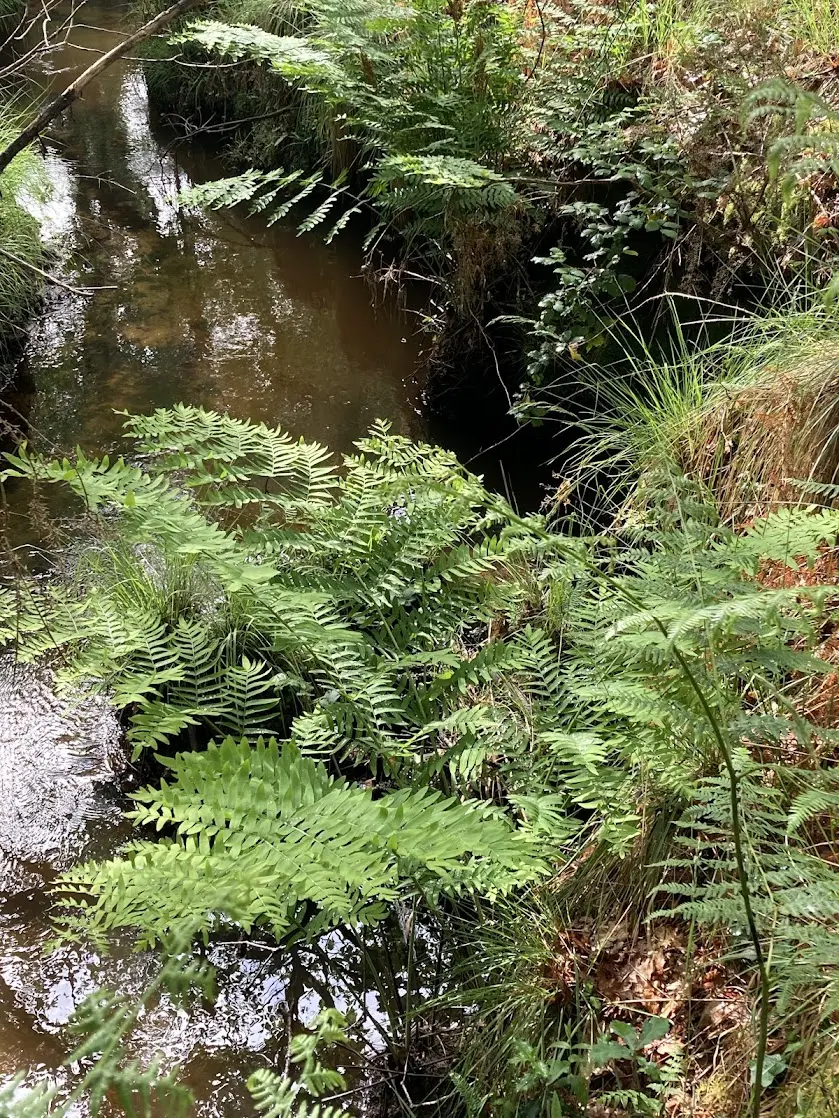 balade en forêt