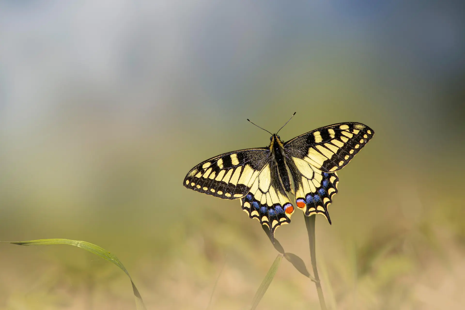 Jour-Papillon-PIXABAY-erik_karits-butterfly-8414148_1920