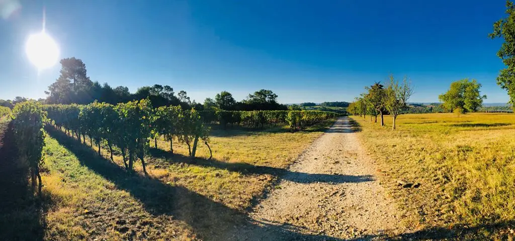 Les vignes sur le plateau de La Renaudie