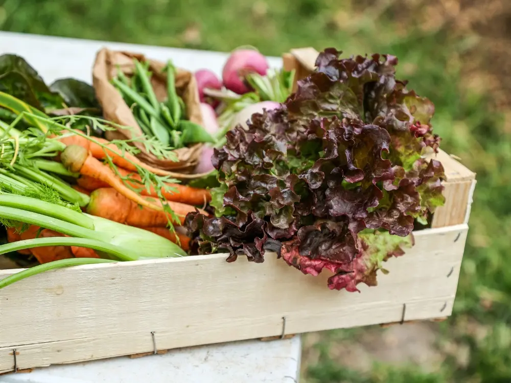 Marché légumes