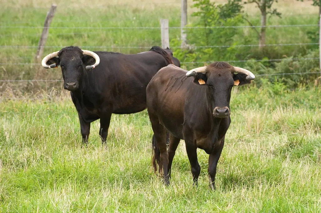Ganaderia Maynus