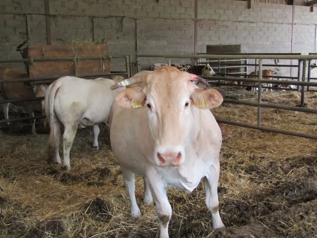 Parlariou - vaches
