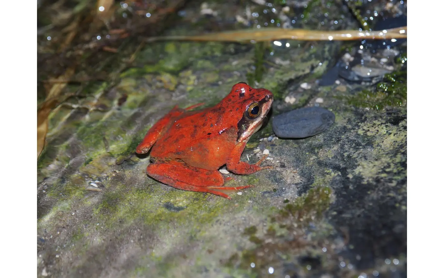 Rana pyrenaica 2025 JUTEL Vincent