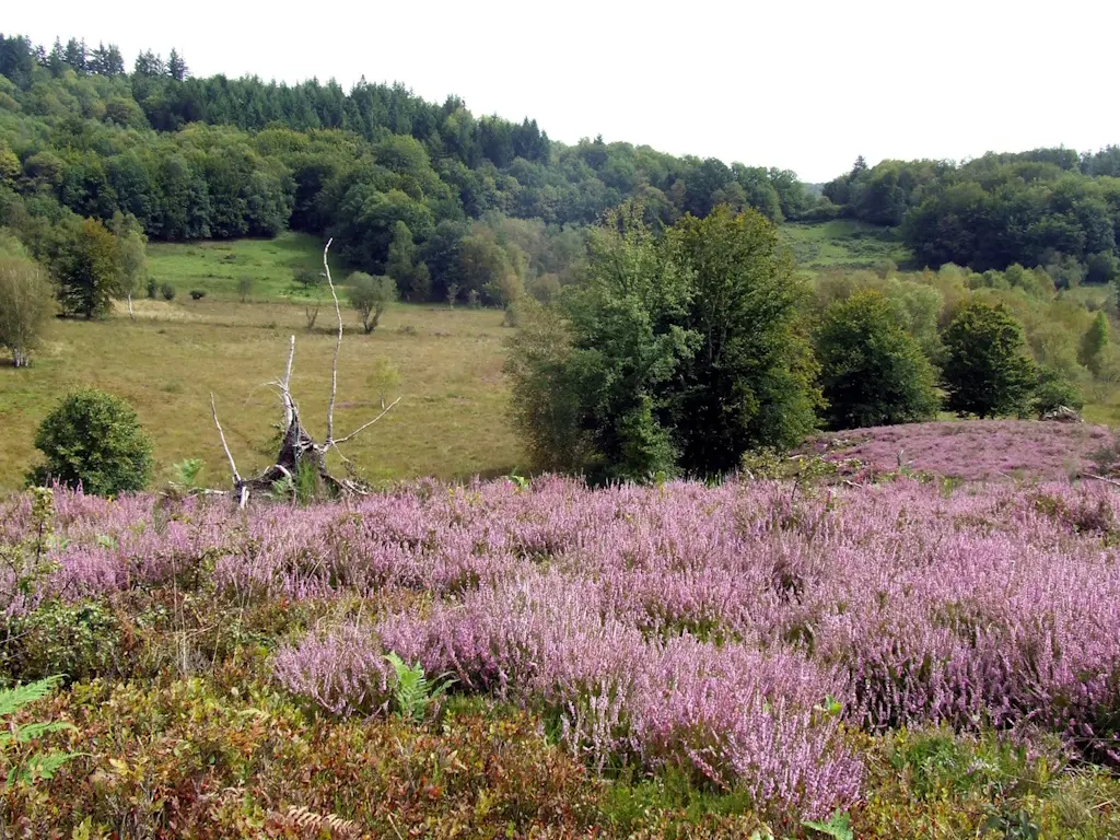 Tourbière des dauges