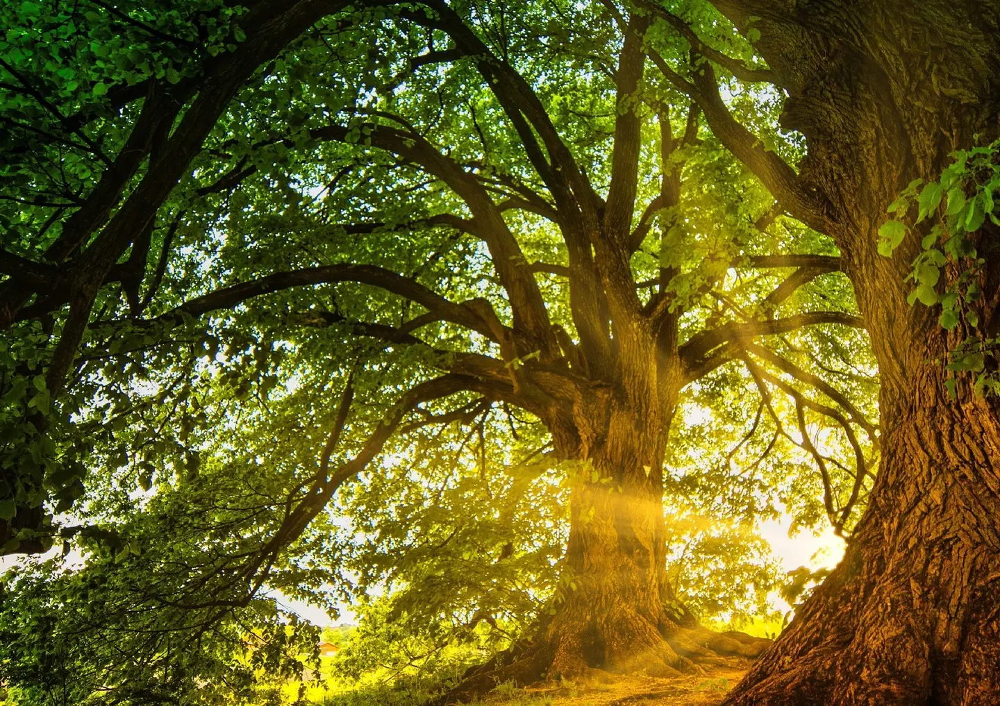 Chêne biodiversité