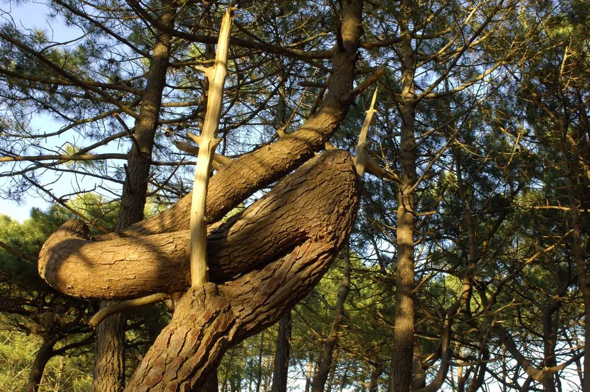 V5 - Mimizan sentier mailloueyre