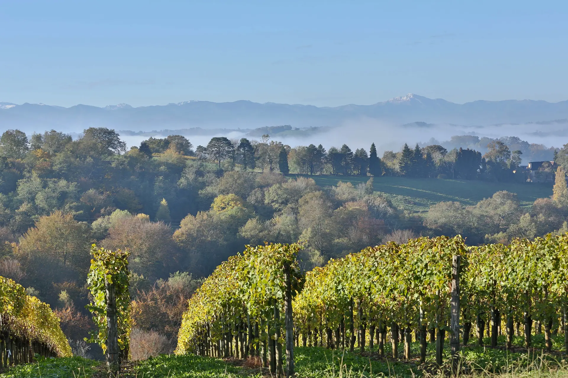 Vignes
