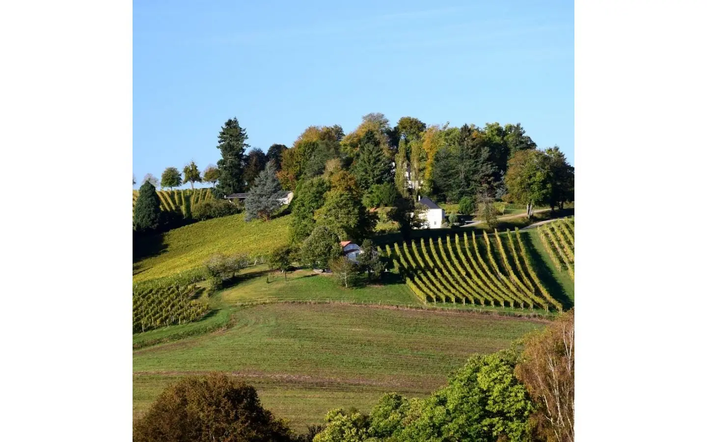 Vignobles du Jurançon - les coteaux