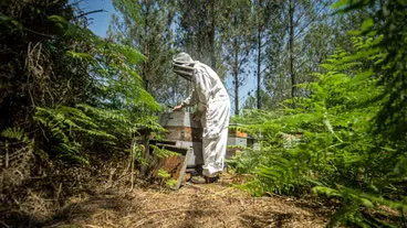 abeilles à la plage