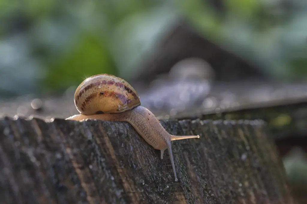 Visite commentée élevage d'escargots bio
