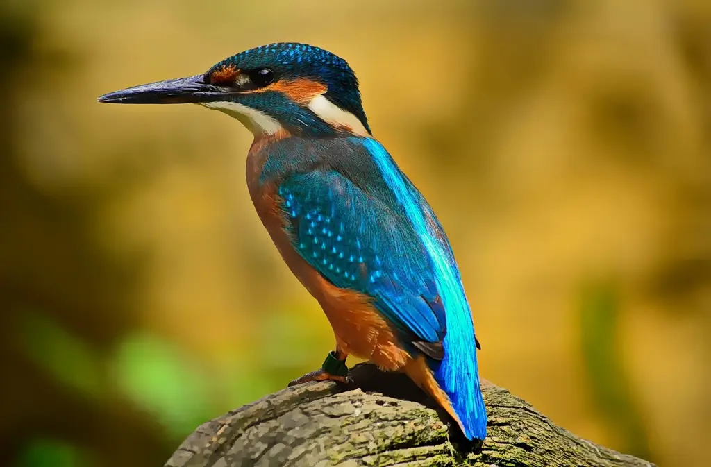 bird-1905255_1920