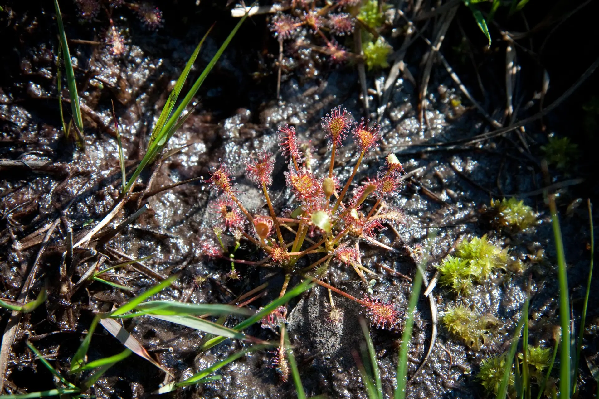 Plante Drosera