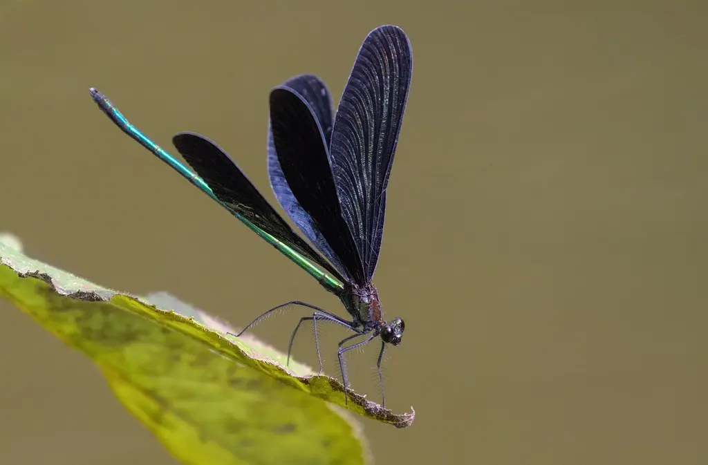 dragon-fly-8229773_1920