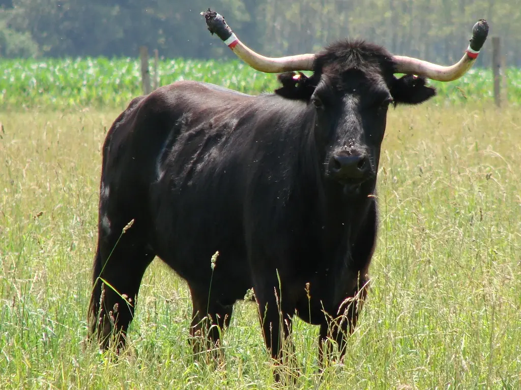 Ganaderia Maynus