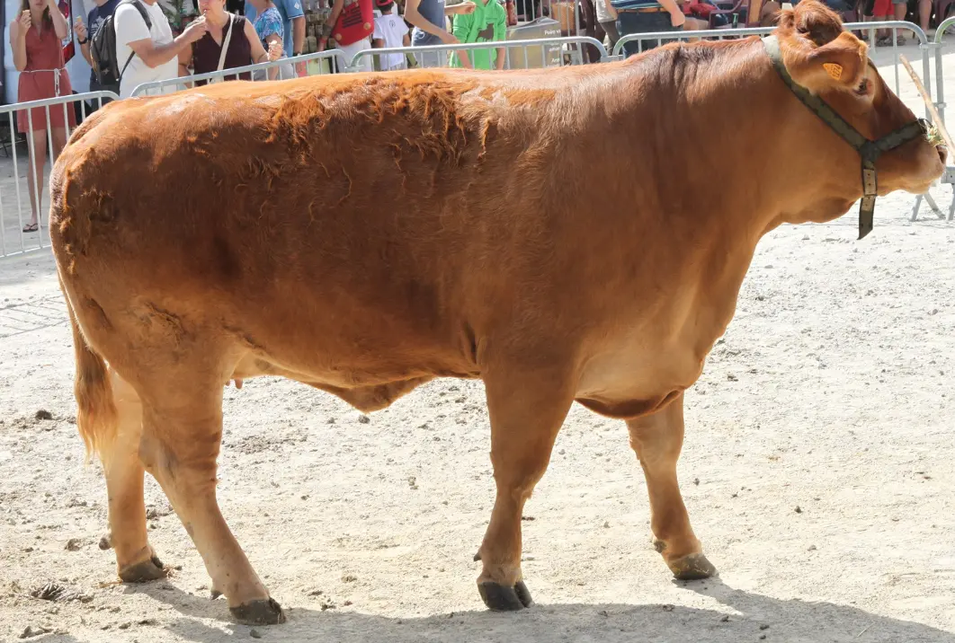 image vache