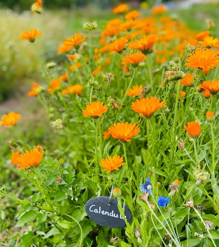 Découverte des plantes médicinales - Atelier parent-enfant
