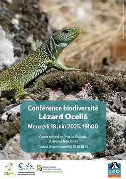 lézard