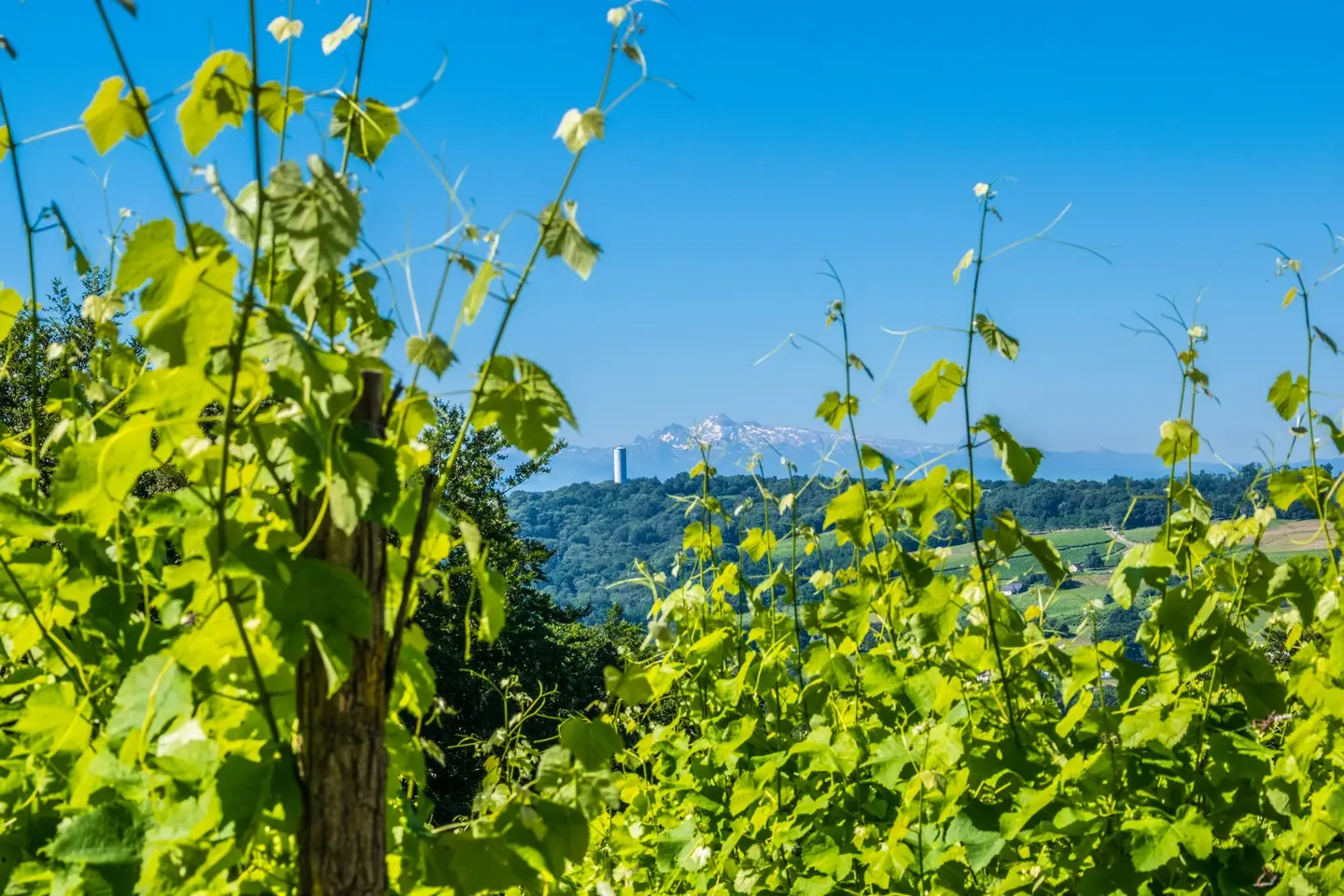 photo-rando-arbus-coteaux-du-bois-de-bas3