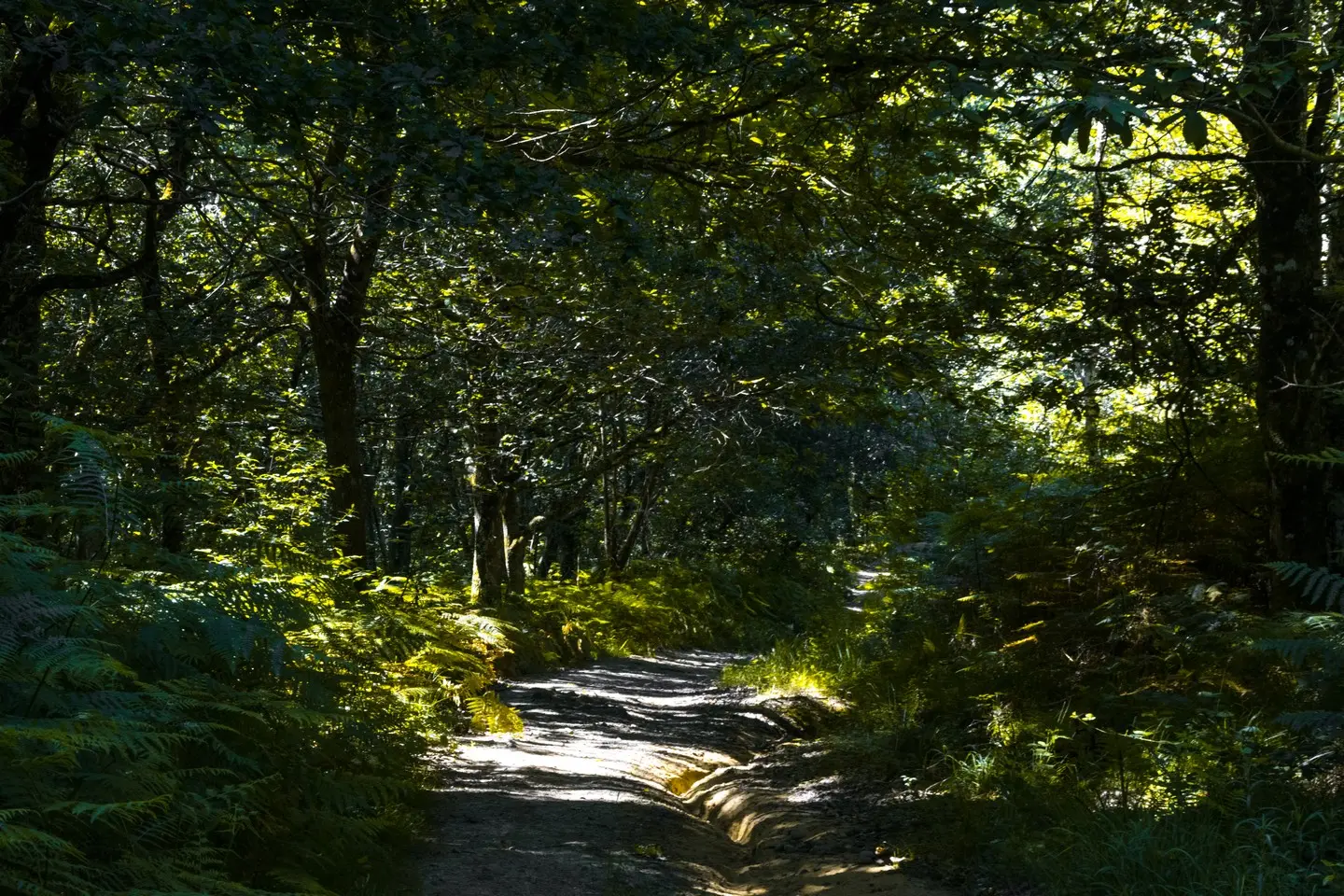 photo-rando-arbus-coteaux-du-bois-de-bas4
