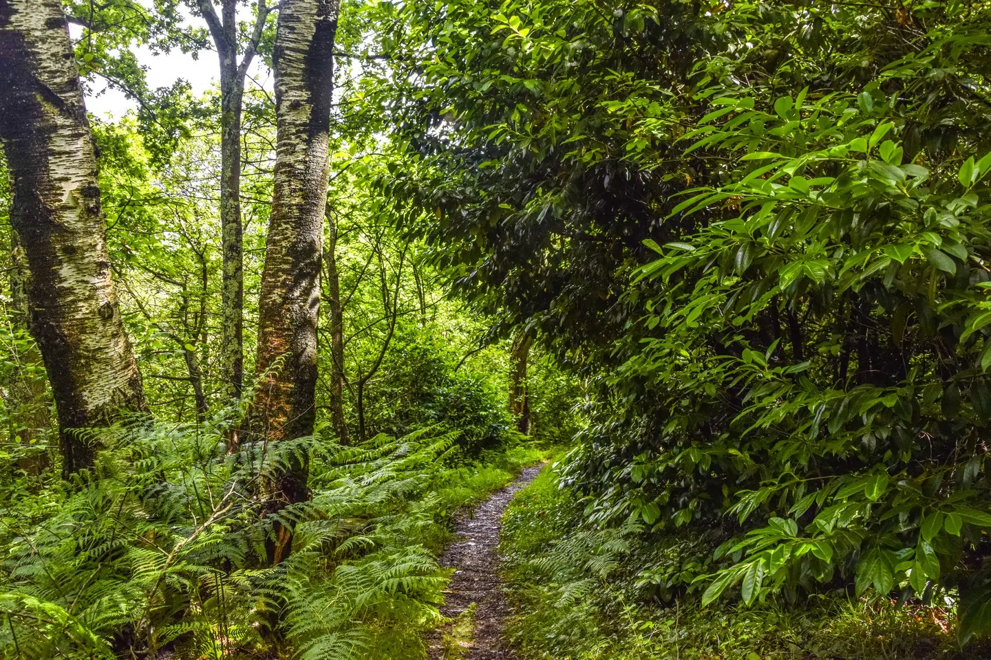 photo-rando-rontignon-sentier-des-cretes13