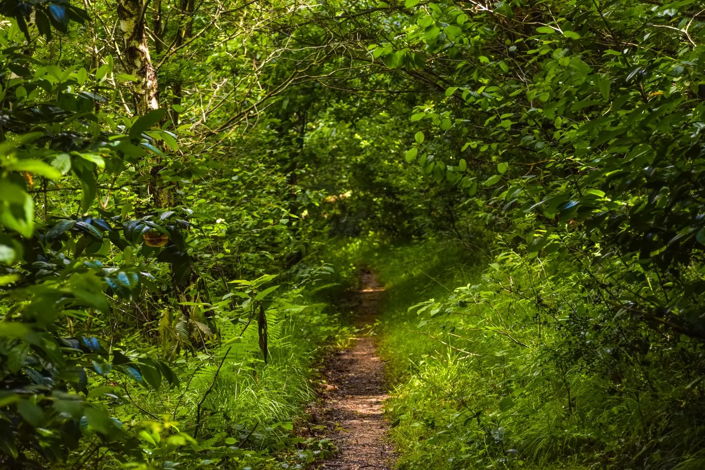 photo-rando-rontignon-sentier-des-cretes14
