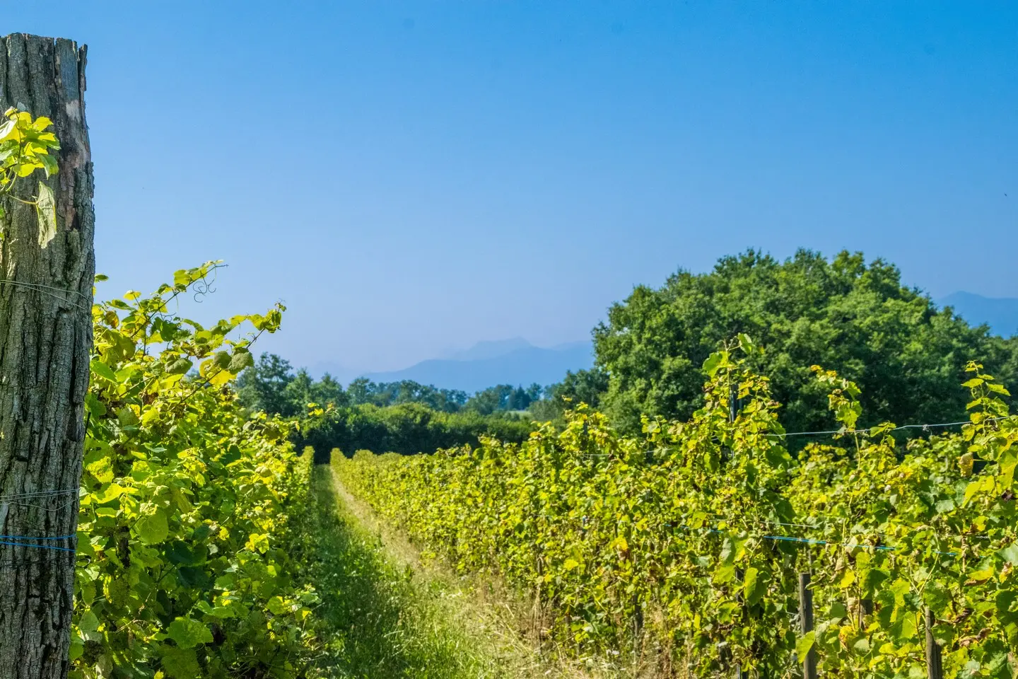 rando-pau-aubertin-de-la-helere-a-la-baise-09
