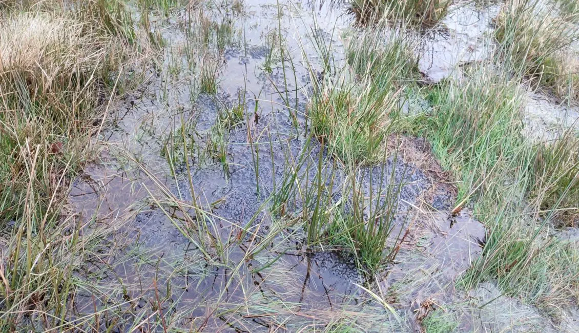 Tourbière des Dauges