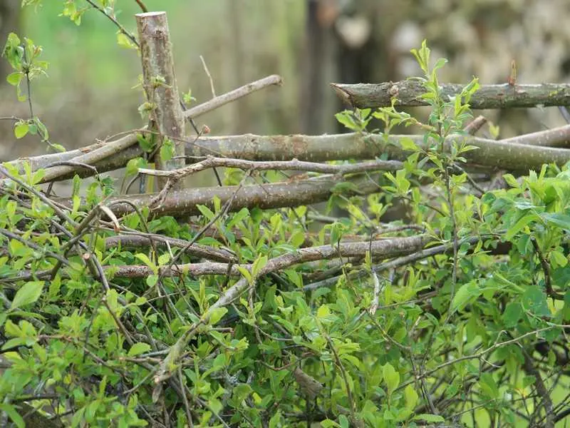 Plessage à la Maison Botanique